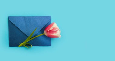 Renkli arkaplanda çiçek lalesi