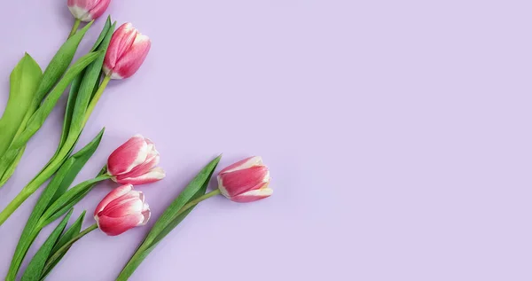 Τουλίπα Λουλούδι Χρωματιστό Φόντο — Φωτογραφία Αρχείου