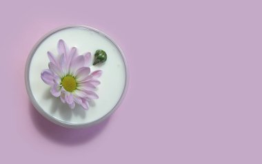 krem renkli arkaplanda kozmetik çiçek