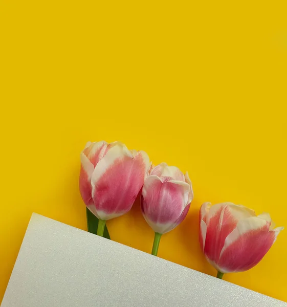 Tulipán Flor Sobre Fondo Color Flor — Foto de Stock