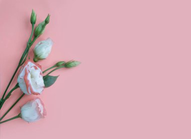 Renkli arkaplanda östoma çiçekleri