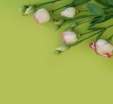 Renkli arkaplanda östoma çiçekleri