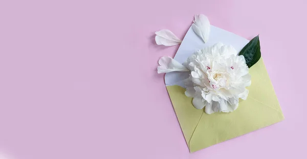 Envelope Flower Peony Colored Background — Stock Photo, Image