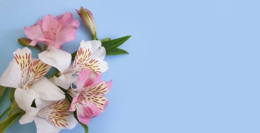 Renkli arkaplan çerçevesinde güzel bir alstromerya buketi