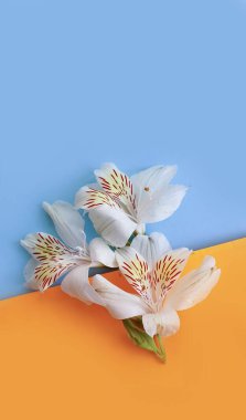 Renkli arkaplan çerçevesinde güzel bir alstromerya buketi