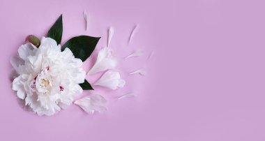 Renkli bir arka planda şakayık çiçeği