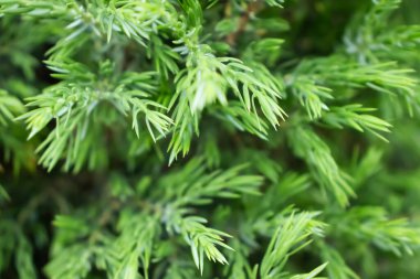 taze yeşil yapraklar bahar arkaplanı