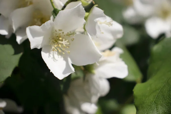 Hermoso Jazmín Flor Fondo Primer Plano — Foto de Stock