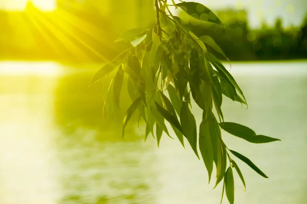 Gren Vacker Solnedgång Flod Bakgrund — Stockfoto