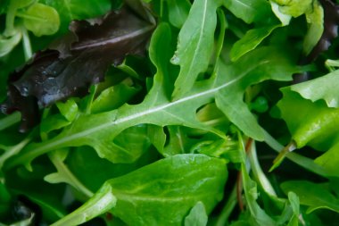 yeşil marul yaprakları yakın plan arkaplan