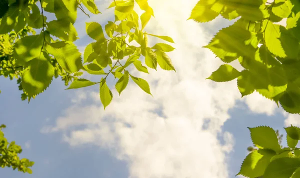 Gröna Blad Bakgrunden Himlen Ram — Stockfoto