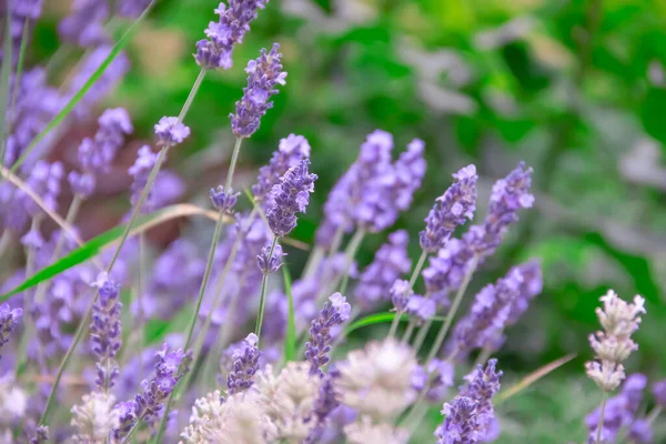 Beautiful Lavender Flower Close Background — Stock Photo, Image