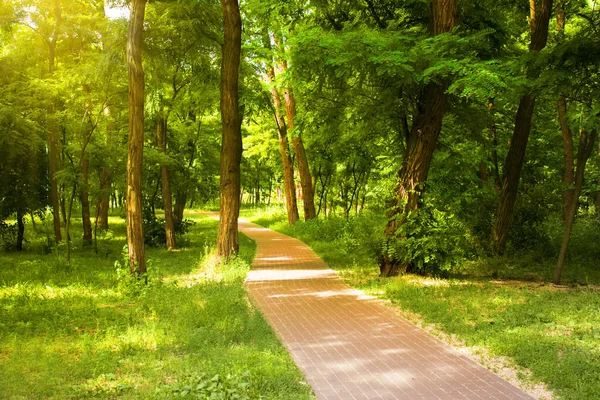 Hermoso Bosque Día Soleado — Foto de Stock