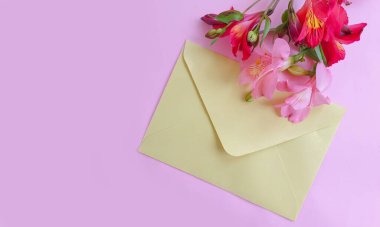 Renkli arkaplanda çiçek alstroemeria 'sı