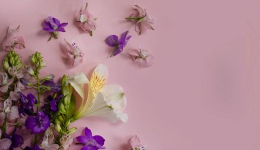 Renkli arka planda güzel bahar çiçekleri