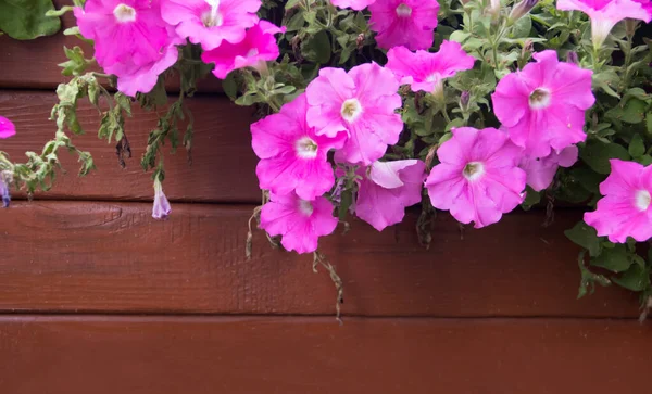 Old Wood Background Flower Frame — Stock Photo, Image