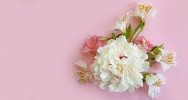 Renkli arkaplanda alstroemeria çiçeği