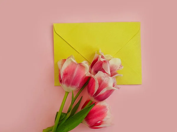 envelope flower tulip on colored background