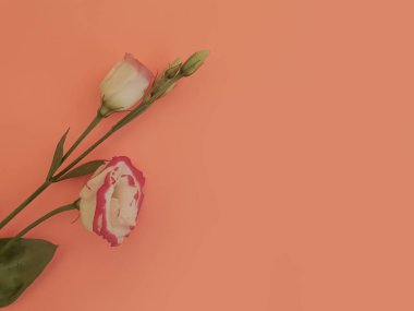 Renkli arkaplanda östoma çiçeği