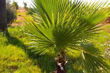 güzel yeşil palmiye bahçesi arka planı