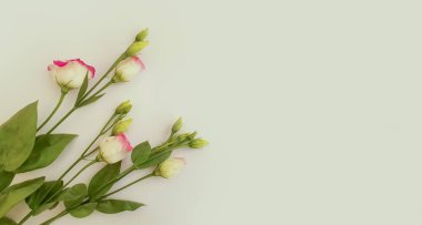 Renkli arkaplan çerçevesinde östoma çiçeği