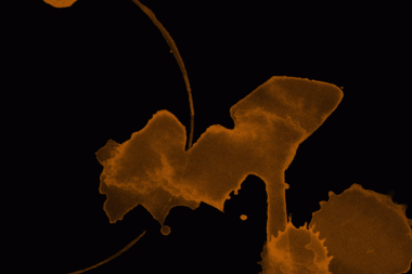 Soyut Turuncu Kahverengi Suluboya Sıçrama ve Kahve lekesi dokusu Beyaz Arkaplanda izole edildi