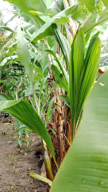 Bahçede muz yaprakları