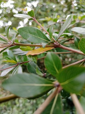 bir bitkinin yeşil yaprakları