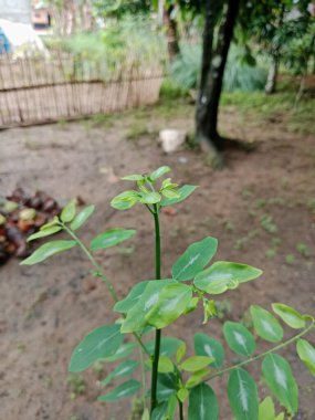 Bahçede yeşil yapraklar