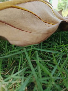 Yeşil arkaplanda bir yaprağı kapat