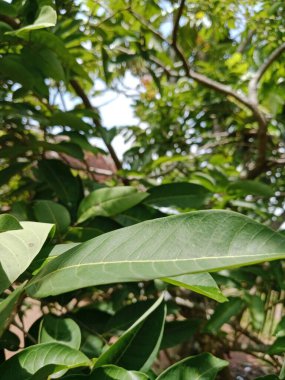 yeşil yapraklar, bitkiler ve yapraklar