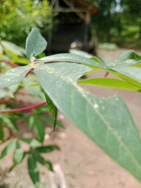 Bahçede yeşil yapraklar