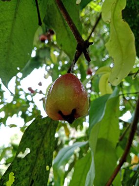 Olgun kırmızı elmalar bir ağaç dalında