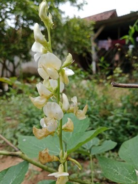 Bahçedeki güzel beyaz çiçekler