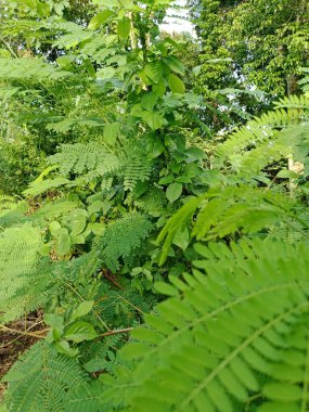 Ormanda yeşil eğrelti otu