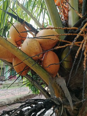 Taze meyveler ağaçta