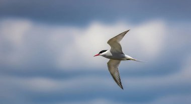 kırmızı - gagalı deniz feneri (sterundo) mavi gökyüzünde uçuyor