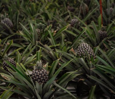 Canlı ananas bitkilerinin sıraları güneşli bir alanda gelişir. Olgunlaşan meyve yoğun yeşil yaprakların arasında duruyor. Bu da tropikal bir bölgede hasat zamanı olduğunu gösteriyor..