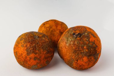 Beyaz arka planda üç küflü portakal çürüme ve kusuru gösteriyor. Gıda atıkları, bozulma ve çevresel farkındalık konuları için ideal.