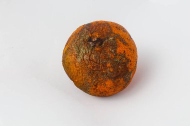 Tek çürük portakal, küf ve kabuktaki renk değişimi beyaza izole edilmiş. Depoda çürüme, hijyen ve son kullanma tarihi geçmiş gıda kavramlarını göstermek için birebirdir..