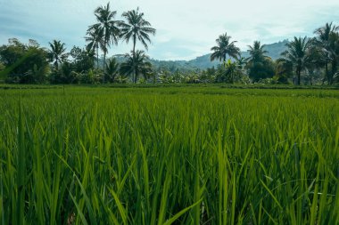 Arka planda palmiye ağaçları ve tepeler bulunan tropikal bir alanda yetişen yemyeşil pirinç bitkilerinin yakın görüntüsü, tarım ve doğa temaları için ideal..