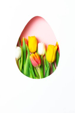 Renkli lalelerle donatılmış minimum Paskalya konsepti beyaz arka planda pastel yumurta şeklinde..