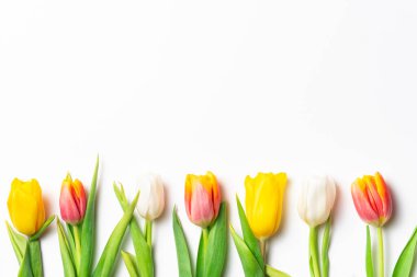 Parlak Paskalya dairesi beyaz arka planda renkli lalelerle yatıyordu..