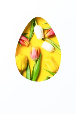 Renkli lalelerle bembeyaz arka planda yumurta şeklindeki minimum Paskalya konsepti..