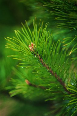 genç bir koni ile çam dalı