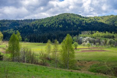 Trukhaniv köyü yakınlarındaki tepelerde çiçek açan kiraz bahçesi ve yeşil tarlalar, taze yeşil ormanlarla kaplı, ve sıcak sonbahar gününde ağaçlar. Karpat Dağları, Lviv Bölgesi, Ukrayna