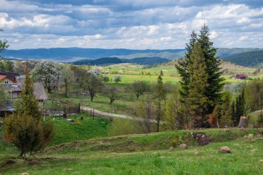 Trukhaniv köyü yakınlarındaki tepelerin manzarası, taze yeşil ormanlarla kaplı, ve sıcak sonbahar gününde ağaçlar. Karpat Dağları, Lviv Bölgesi, Ukrayna