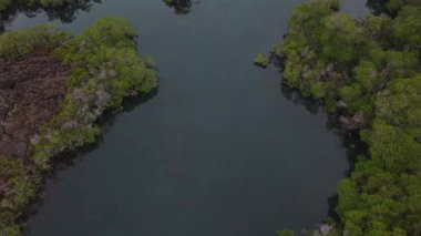 Sertleştirilmiş siyah lav kenarı sakin nehir yeşil arazide kıvrılıyor, volkanik arazi Galapagos ekosistemi ile birlikte gelişiyor..