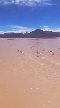 Flamingoların Bolivya 'nın Pembe Tuz Düzlükleri üzerindeki hava görüntüsü, Arka planda Görkemli Dağlar.