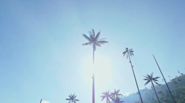 Kolombiya 'daki Cocora Vadisi' nin havadan görünüşü, dünyanın en uzun palmiye ağaçlarının yer aldığı yer..